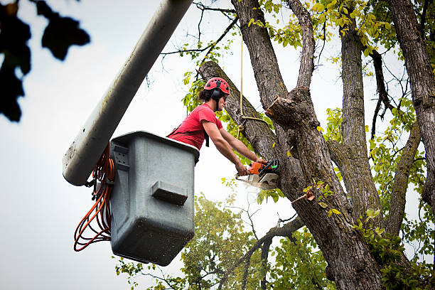 How Our Tree Care Process Works  in Tavernier, FL